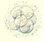 proimages/8cell.jpg