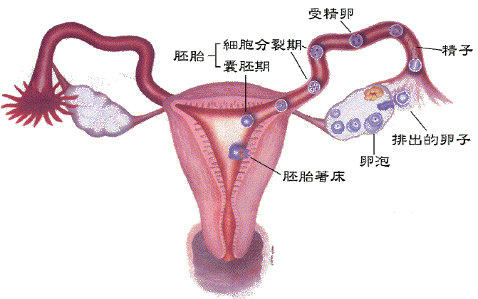 proimages/uterus.gif
